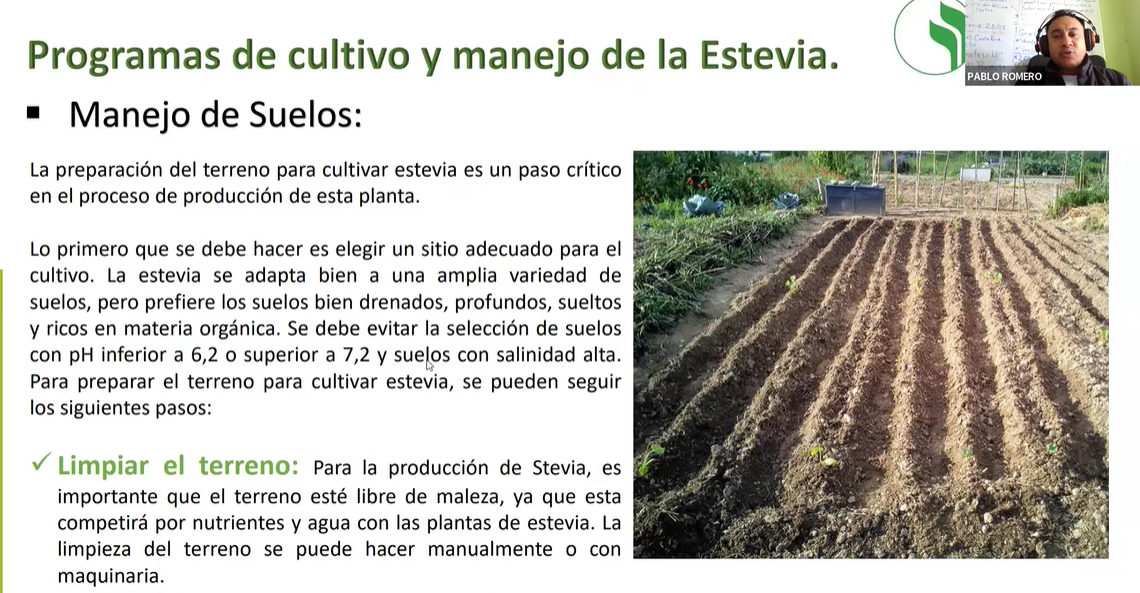  SELECCIÓN Y MANEJO DE PLANTAS DE ESTEVIA 